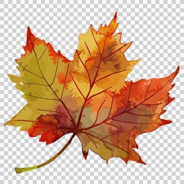 Autumn Leaf Stock Illustration