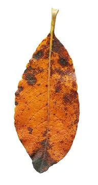 Autumn leaf isolated Stock Photos