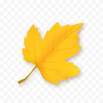 Autumn Leaf Isolated. Vector Yellow leaf Stock Illustration