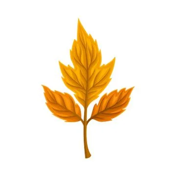 Autumn Leaf Isolated on White Background Decorative Vector Element Stock Illustration
