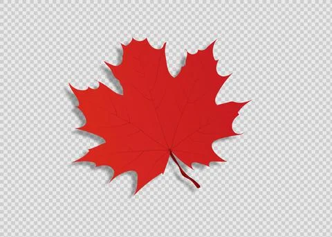 Autumn Leaf Isolated on white background. Vector Yellow leaf. Stock Illustration