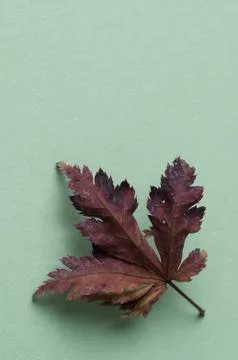 Autumn leaf isolated on white background Stock Photos