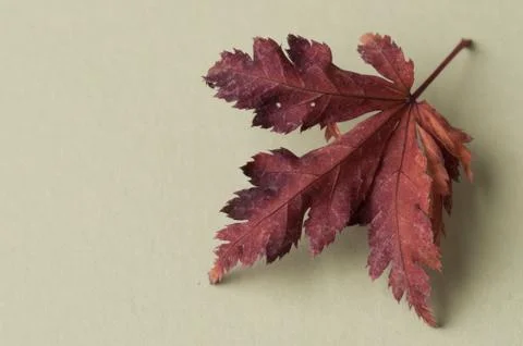 Autumn leaf isolated on white background Stock Photos