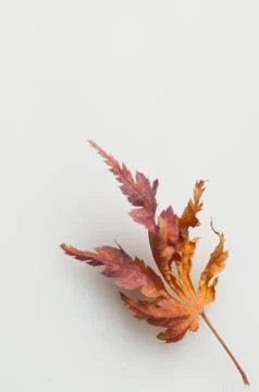 Autumn leaf isolated on white background Stock Photos
