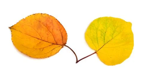 Autumn leaf isolated on white background. Flat lay, top view Stock Photos