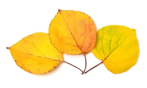 Autumn leaf isolated on white background. Flat lay, top view Stock Photos