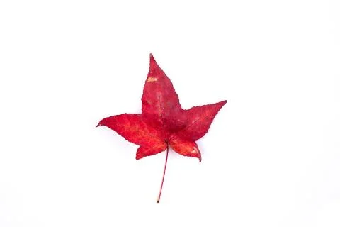 Autumn leaf isolated on white 写真素材