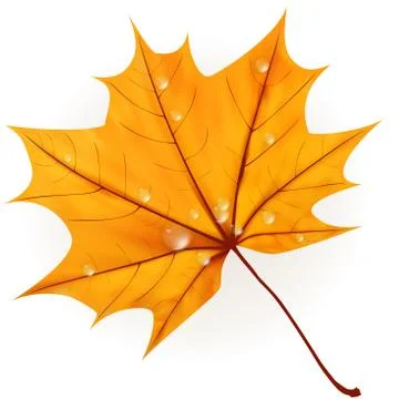 Autumn leaf isolated on white. plus EPS10 Stock Illustration