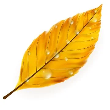Autumn leaf isolated on white. plus EPS10 Stock Illustration