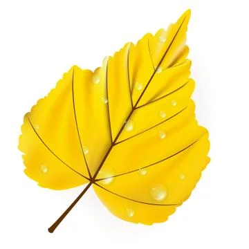 Autumn leaf isolated on white. plus EPS10 Stock Illustration