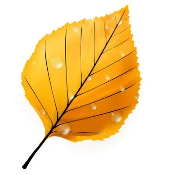 Autumn leaf isolated on white. plus EPS10 Stock Illustration