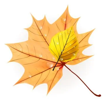 Autumn leaf isolated on white. plus EPS10 Stock Illustration