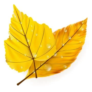 Autumn leaf isolated on white. plus EPS10 Stock Illustration