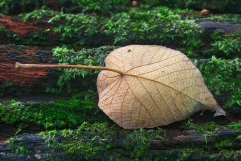 Autumn leaf on log in forest Foto stock