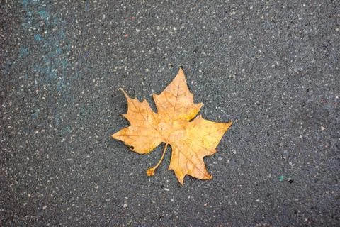 Autumn leaf lying on the ground Stock Photos