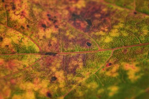 Autumn leaf macro, close up background, nature design Stock Photos