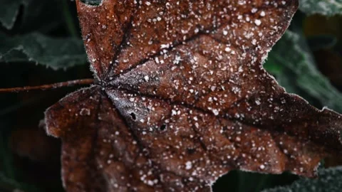 Autumn leaf macro close-up on a cold frosty autumn morning, frost on the grass Video stock 203904832