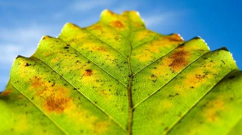 Autumn leaf macro with depth of field Stock Photos