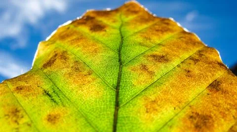 Autumn leaf macro with depth of field Stock Photos