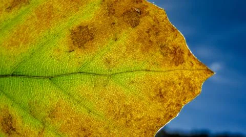 Autumn leaf macro with depth of field Stock Photos