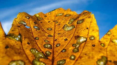 Autumn leaf macro with depth of field Stock Photos