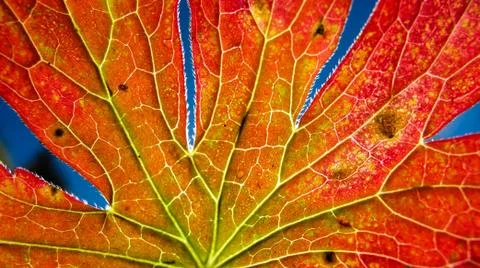 Autumn leaf macro with depth of field Stock Photos