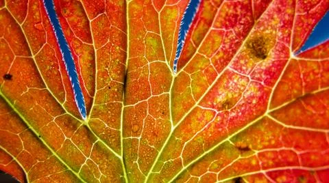 Autumn leaf macro with depth of field Stock Photos