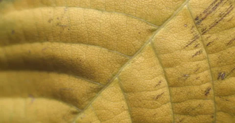 Autumn leaf macro rotating studio 4K Stock Footage 141886113