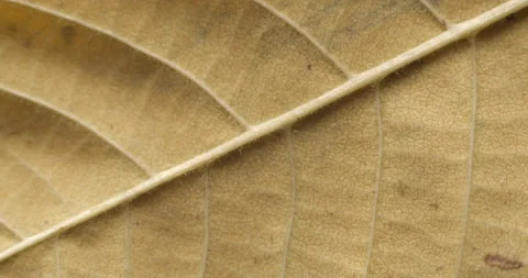 Autumn leaf macro rotating studio 4K Stock Footage 141886580