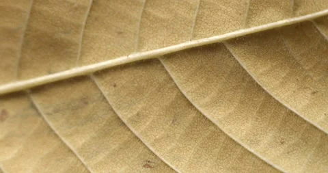 Autumn leaf macro rotating studio 4K Stock-Footage 141886609
