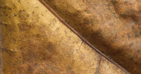 Autumn leaf macro rotating studio 4K Stock Footage 141887678