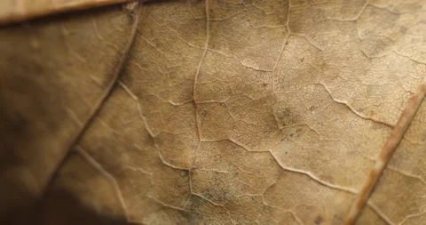 Autumn leaf macro rotating studio 4K Stock-Footage 141887990