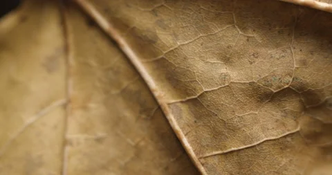 Autumn leaf macro rotating studio 4K Stock-Footage 141888132