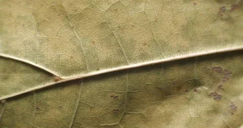 Autumn leaf macro rotating studio 4K Stock-Footage 141888272