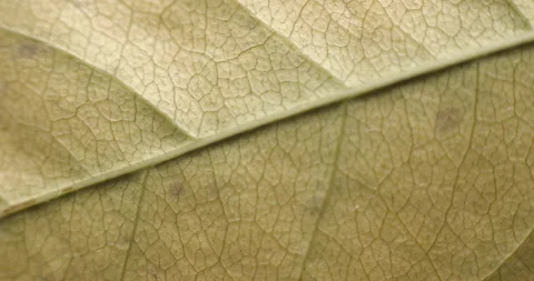 Autumn leaf macro rotating studio 4K Stock-Footage 141888300