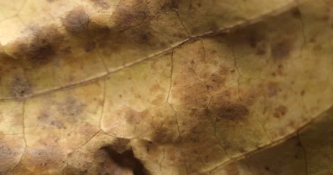 Autumn leaf macro rotating studio 4K Видео 141888645