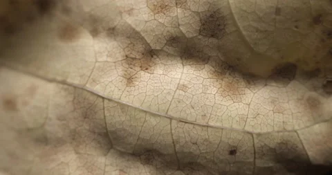 Autumn leaf macro rotating studio 4K Stock Footage 141888670