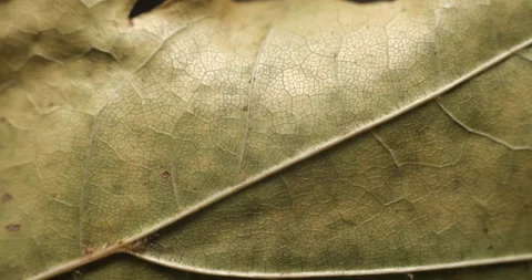Autumn leaf macro rotating studio 4K Stock-Footage 141888775