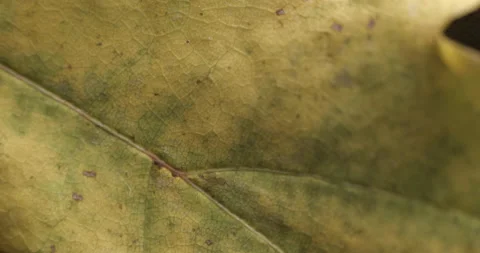 Autumn leaf macro rotating studio 4K Stock-Footage 141888805