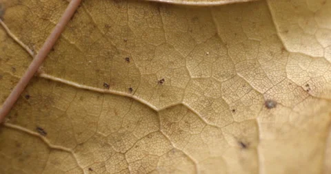 Autumn leaf macro rotating studio 4K Видео 141888927