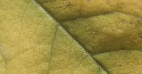 Autumn leaf macro rotating studio 4K Stock-Footage 141889122