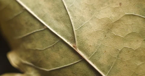 Autumn leaf macro rotating studio 4K Stock Footage 141889337