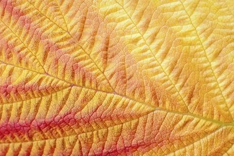 Autumn leaf macro texture and colors in fall season Stock Photos