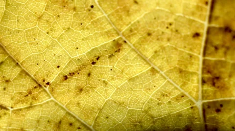 Autumn Leaf. Macro Video. Video stock 38284270