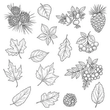 Autumn leaf of maple and oak, fall acorn and rowan Stock Illustration