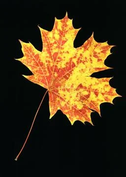 Autumn leaf of the maple on black background Autumn leaf of the maple on b... 스톡 사진