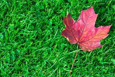 Autumn leaf maple on green grass 스톡 사진