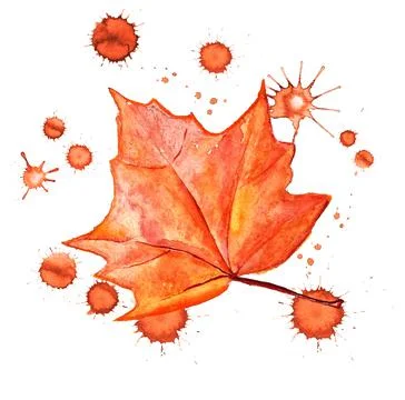Autumn leaf of maple Stock Illustration