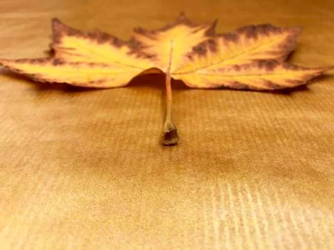 Autumn leaf maple. Stock Photos