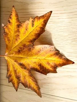 Autumn leaf maple. Stock Photos